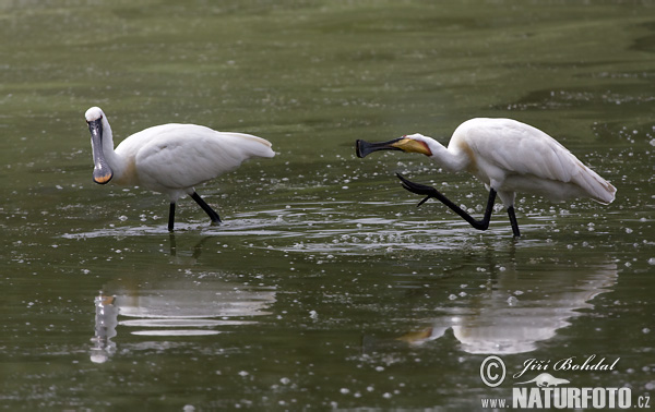 Lyžičiar biely (Platalea leucorodia)