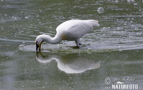 Lyžičiar biely (Platalea leucorodia)