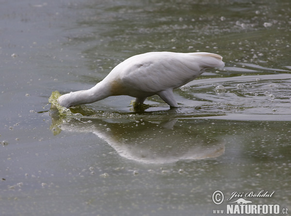 Lyžičiar biely (Platalea leucorodia)