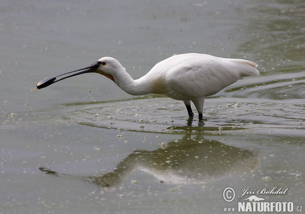 Lyžičiar biely (Platalea leucorodia)