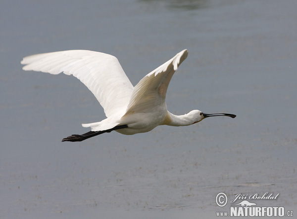 Lyžičiar biely (Platalea leucorodia)