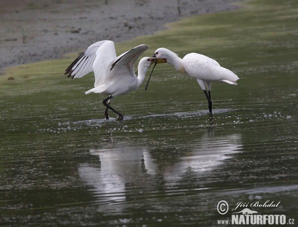 Lyžičiar biely (Platalea leucorodia)