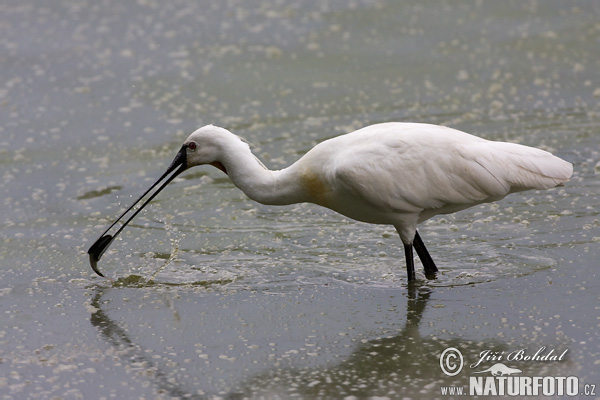 Lyžičiar biely (Platalea leucorodia)