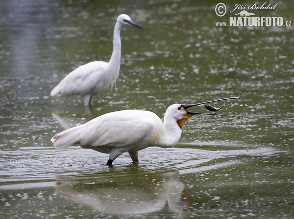 Lyžičiar biely (Platalea leucorodia)