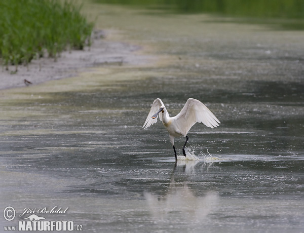 Lyžičiar biely (Platalea leucorodia)