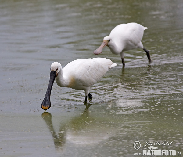 Lyžičiar biely (Platalea leucorodia)