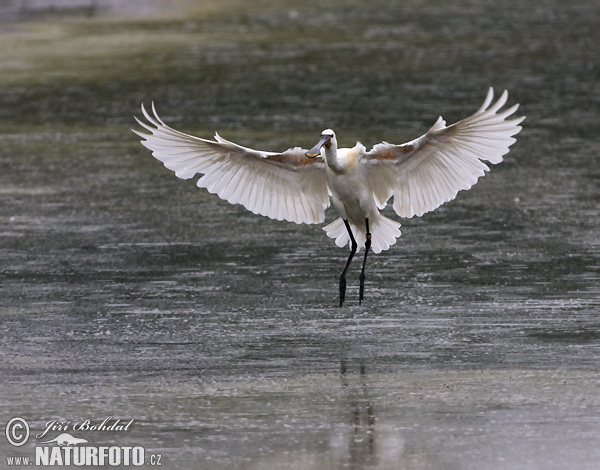 Lyžičiar biely (Platalea leucorodia)