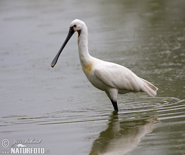 Lyžičiar biely (Platalea leucorodia)