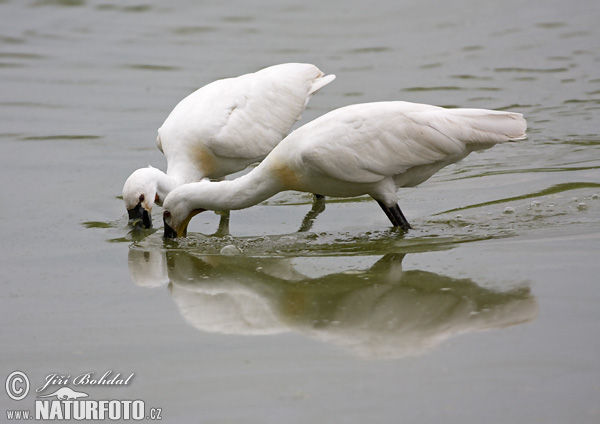 Lyžičiar biely (Platalea leucorodia)