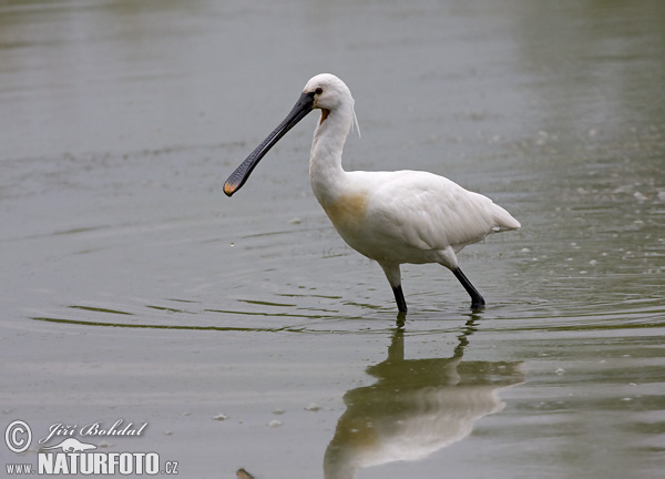 Lyžičiar biely (Platalea leucorodia)