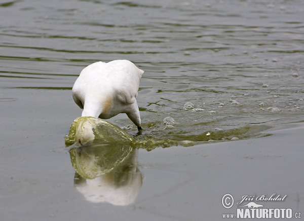 Lyžičiar biely (Platalea leucorodia)