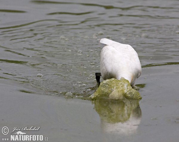 Lyžičiar biely (Platalea leucorodia)