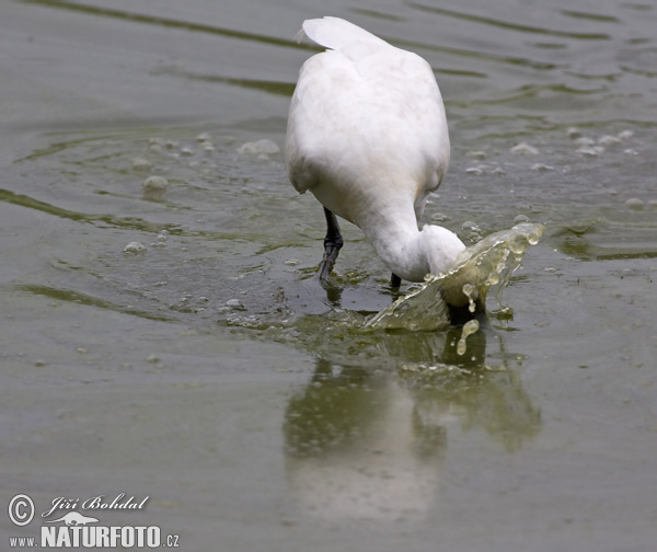 Lyžičiar biely (Platalea leucorodia)