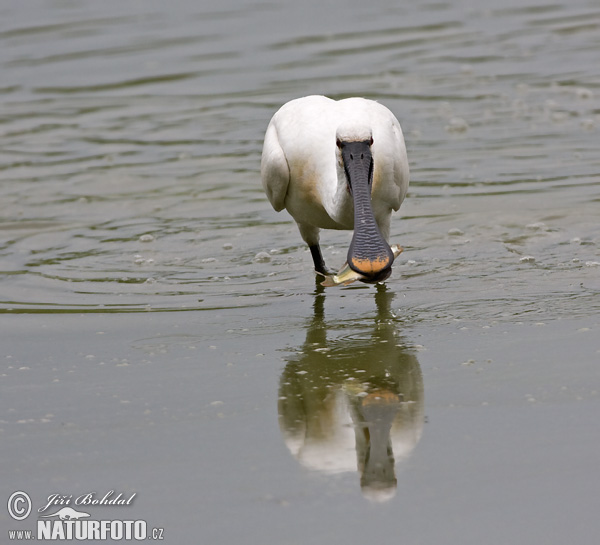 Lyžičiar biely (Platalea leucorodia)