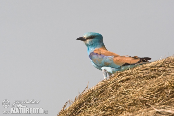 Mandelík hajní (Coracias garrulus)