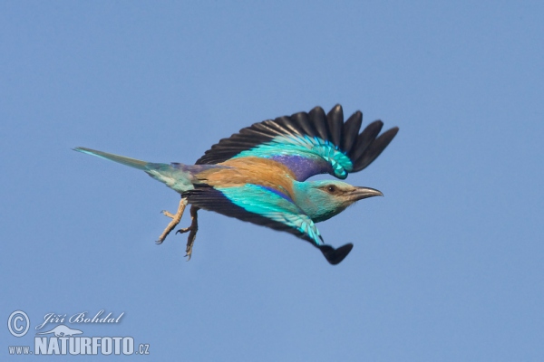 Mandelík hajní (Coracias garrulus)