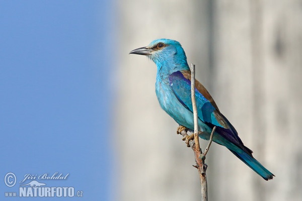 Mandelík hajní (Coracias garrulus)