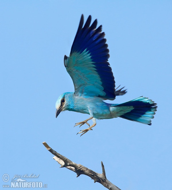 Mandelík hajní (Coracias garrulus)