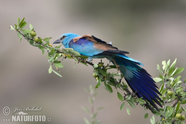 Mandelík hajní (Coracias garrulus)