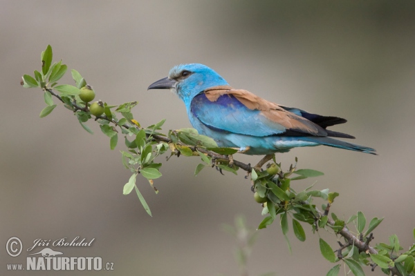 Mandelík hajní (Coracias garrulus)