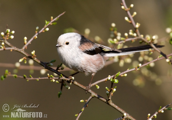 Mlynařík dlouhoocasý (Aegithalos caudatus)