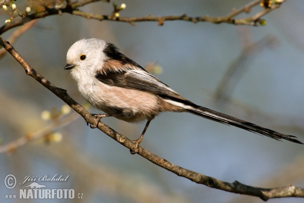 Mlynařík dlouhoocasý (Aegithalos caudatus)