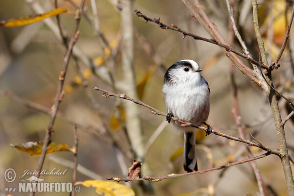 Mlynařík dlouhoocasý (Aegithalos caudatus)