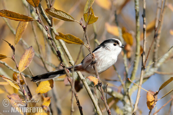 Mlynařík dlouhoocasý (Aegithalos caudatus)