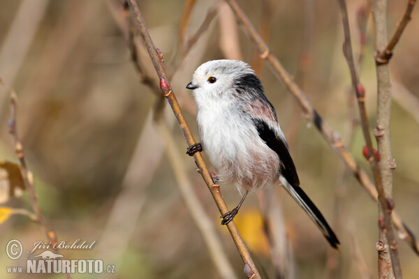 Mlynařík dlouhoocasý (Aegithalos caudatus)