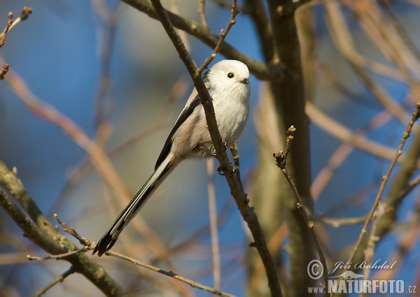 Mlynárka dlhochvostá (Aegithalos caudatus)