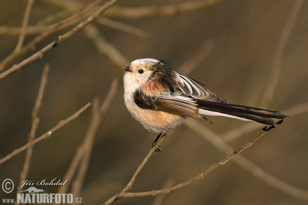 Mlynárka dlhochvostá (Aegithalos caudatus)