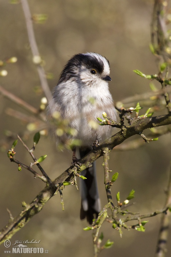 Mlynárka dlhochvostá (Aegithalos caudatus)