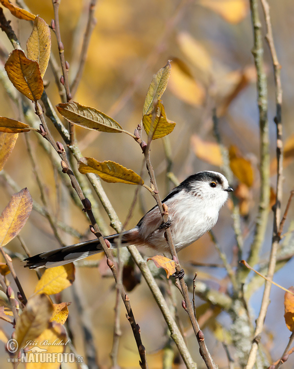 Mlynárka dlhochvostá (Aegithalos caudatus)