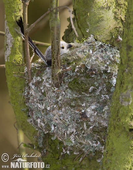 Mlynárka dlhochvostá (Aegithalos caudatus)