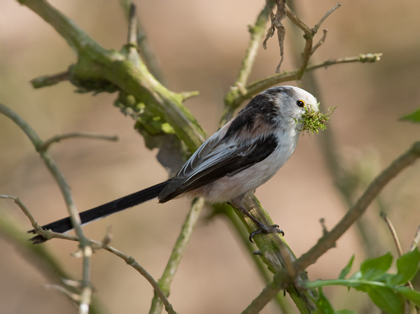 Mlynárka dlhochvostá (Aegithalos caudatus)