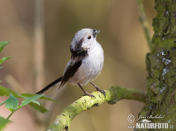 Mlynárka dlhochvostá (Aegithalos caudatus)