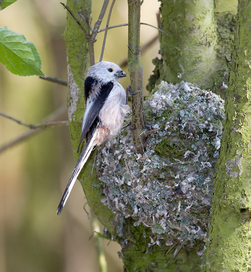 Mlynárka dlhochvostá (Aegithalos caudatus)