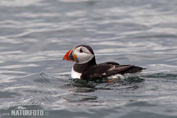 Mníšik bielobradý vysokozobý (Fratercula arctica)