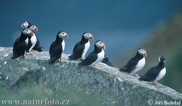 Mníšik bielobradý vysokozobý (Fratercula arctica)