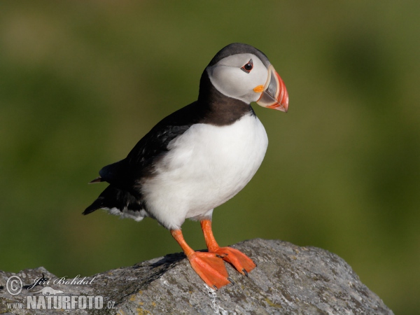 Mníšik bielobradý vysokozobý (Fratercula arctica)