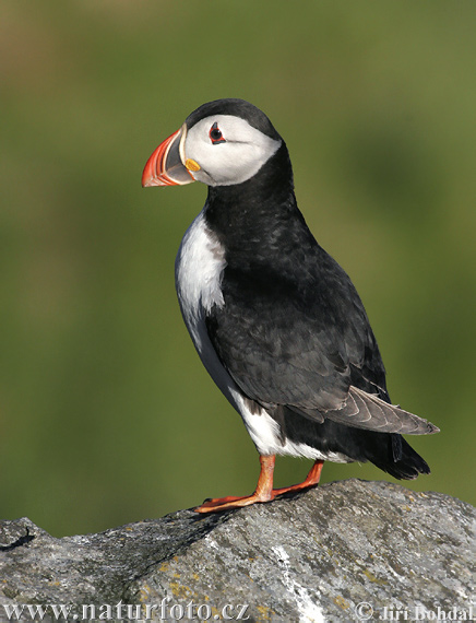 Mníšik bielobradý vysokozobý (Fratercula arctica)