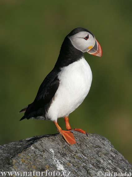 Mníšik bielobradý vysokozobý (Fratercula arctica)