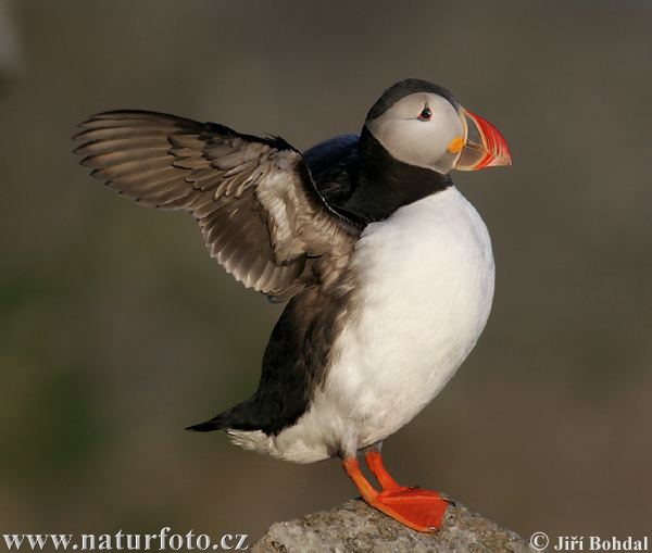 Mníšik bielobradý vysokozobý (Fratercula arctica)