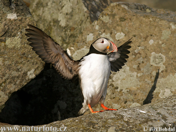 Mníšik bielobradý vysokozobý (Fratercula arctica)