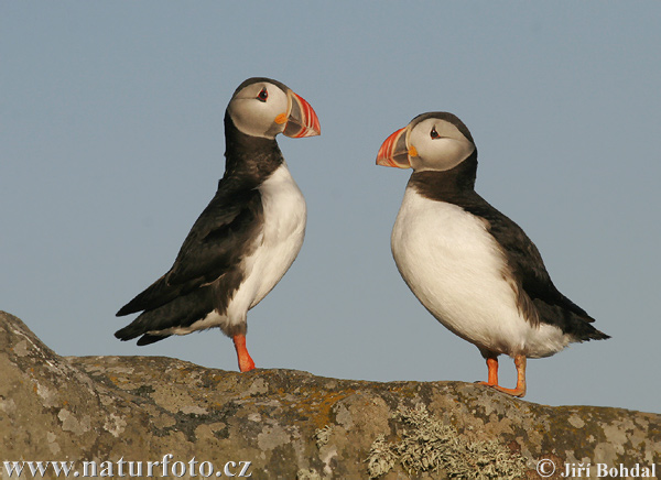 Mníšik bielobradý vysokozobý (Fratercula arctica)