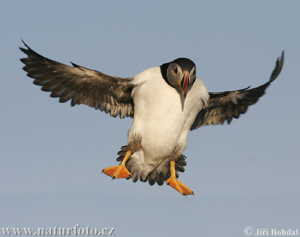 Mníšik bielobradý vysokozobý (Fratercula arctica)