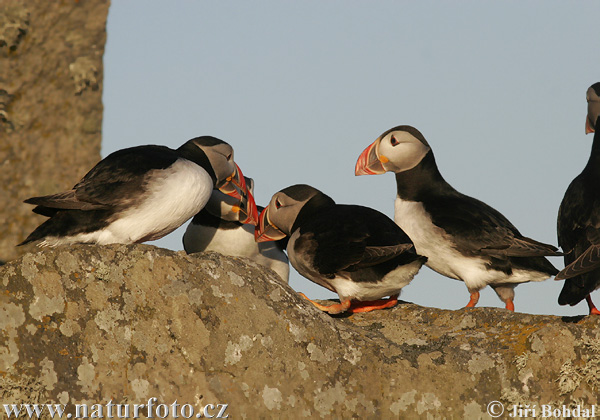 Mníšik bielobradý vysokozobý (Fratercula arctica)