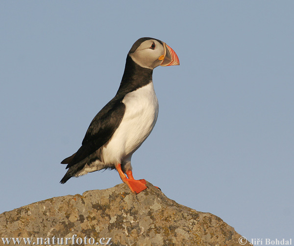 Mníšik bielobradý vysokozobý (Fratercula arctica)