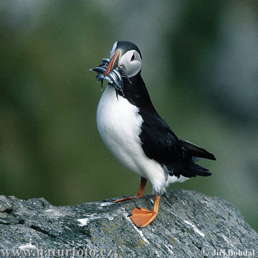 Mníšik bielobradý vysokozobý (Fratercula arctica)