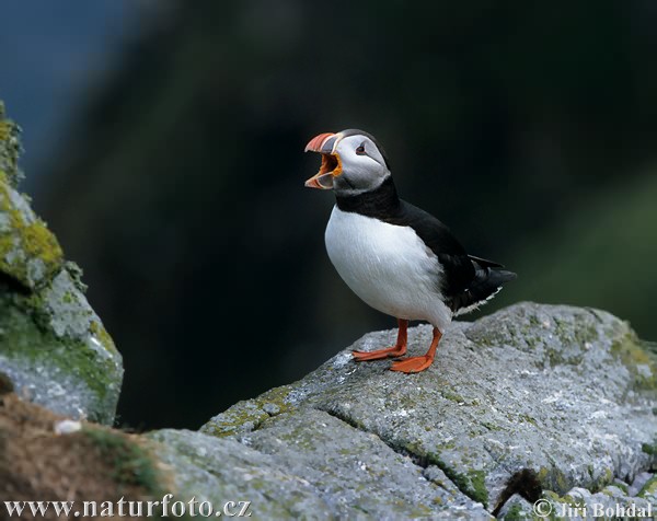 Mníšik bielobradý vysokozobý (Fratercula arctica)